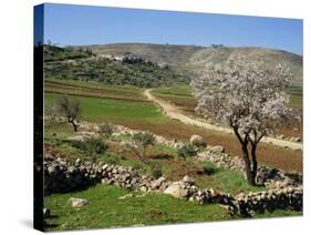 Almond Tree on Small Plot of Land, Near Mount Hebron, Israel, Middle East-Simanor Eitan-Stretched Canvas