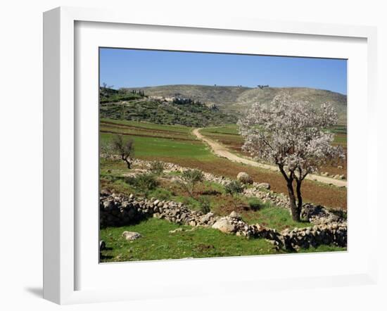 Almond Tree on Small Plot of Land, Near Mount Hebron, Israel, Middle East-Simanor Eitan-Framed Photographic Print