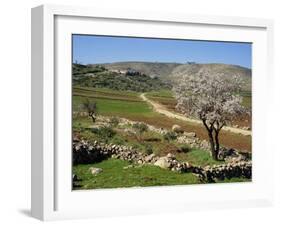 Almond Tree on Small Plot of Land, Near Mount Hebron, Israel, Middle East-Simanor Eitan-Framed Photographic Print