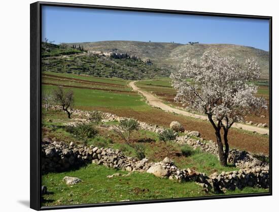 Almond Tree on Small Plot of Land, Near Mount Hebron, Israel, Middle East-Simanor Eitan-Framed Photographic Print