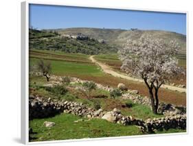 Almond Tree on Small Plot of Land, Near Mount Hebron, Israel, Middle East-Simanor Eitan-Framed Photographic Print