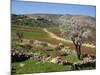 Almond Tree on Small Plot of Land, Near Mount Hebron, Israel, Middle East-Simanor Eitan-Mounted Photographic Print