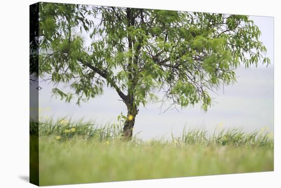 Almond Tree (Prunus Dulcis) Under The Rain. Lleida Province. Catalonia. Spain-Oscar Dominguez-Stretched Canvas