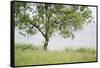 Almond Tree (Prunus Dulcis) Under The Rain. Lleida Province. Catalonia. Spain-Oscar Dominguez-Framed Stretched Canvas