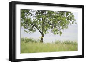 Almond Tree (Prunus Dulcis) Under The Rain. Lleida Province. Catalonia. Spain-Oscar Dominguez-Framed Photographic Print