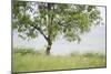 Almond Tree (Prunus Dulcis) Under The Rain. Lleida Province. Catalonia. Spain-Oscar Dominguez-Mounted Photographic Print