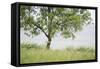 Almond Tree (Prunus Dulcis) Under The Rain. Lleida Province. Catalonia. Spain-Oscar Dominguez-Framed Stretched Canvas