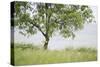 Almond Tree (Prunus Dulcis) Under The Rain. Lleida Province. Catalonia. Spain-Oscar Dominguez-Stretched Canvas