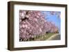 Almond-Trees, Bloom-Ronald Wittek-Framed Premium Photographic Print