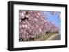 Almond-Trees, Bloom-Ronald Wittek-Framed Premium Photographic Print