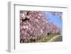 Almond-Trees, Bloom-Ronald Wittek-Framed Premium Photographic Print