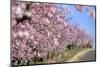 Almond-Trees, Bloom-Ronald Wittek-Mounted Premium Photographic Print