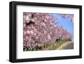 Almond-Trees, Bloom-Ronald Wittek-Framed Photographic Print