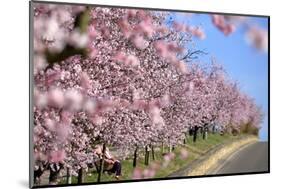 Almond-Trees, Bloom-Ronald Wittek-Mounted Photographic Print