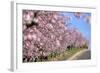 Almond-Trees, Bloom-Ronald Wittek-Framed Photographic Print