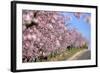 Almond-Trees, Bloom-Ronald Wittek-Framed Photographic Print