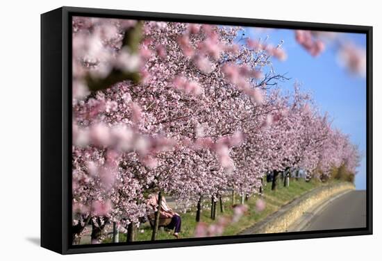 Almond-Trees, Bloom-Ronald Wittek-Framed Stretched Canvas