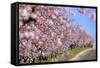 Almond-Trees, Bloom-Ronald Wittek-Framed Stretched Canvas