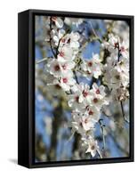 Almond Trees Blooming with Flowers. Loule, Algarve, Portugal-Mauricio Abreu-Framed Stretched Canvas