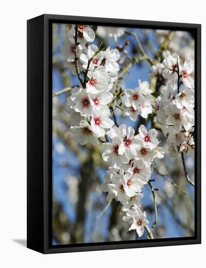 Almond Trees Blooming with Flowers. Loule, Algarve, Portugal-Mauricio Abreu-Framed Stretched Canvas