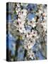 Almond Trees Blooming with Flowers. Loule, Algarve, Portugal-Mauricio Abreu-Stretched Canvas