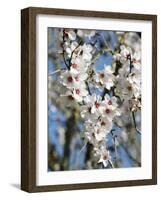 Almond Trees Blooming with Flowers. Loule, Algarve, Portugal-Mauricio Abreu-Framed Photographic Print