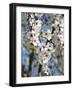 Almond Trees Blooming with Flowers. Loule, Algarve, Portugal-Mauricio Abreu-Framed Photographic Print