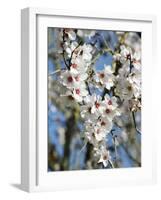 Almond Trees Blooming with Flowers. Loule, Algarve, Portugal-Mauricio Abreu-Framed Photographic Print