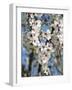 Almond Trees Blooming with Flowers. Loule, Algarve, Portugal-Mauricio Abreu-Framed Photographic Print