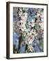 Almond Trees Blooming with Flowers. Loule, Algarve, Portugal-Mauricio Abreu-Framed Photographic Print