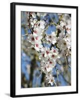 Almond Trees Blooming with Flowers. Loule, Algarve, Portugal-Mauricio Abreu-Framed Photographic Print