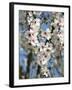 Almond Trees Blooming with Flowers. Loule, Algarve, Portugal-Mauricio Abreu-Framed Photographic Print