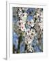 Almond Trees Blooming with Flowers. Loule, Algarve, Portugal-Mauricio Abreu-Framed Photographic Print