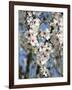 Almond Trees Blooming with Flowers. Loule, Algarve, Portugal-Mauricio Abreu-Framed Photographic Print