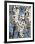 Almond Trees Blooming with Flowers. Loule, Algarve, Portugal-Mauricio Abreu-Framed Photographic Print