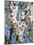 Almond Trees Blooming with Flowers. Loule, Algarve, Portugal-Mauricio Abreu-Mounted Photographic Print