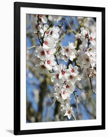 Almond Trees Blooming with Flowers. Loule, Algarve, Portugal-Mauricio Abreu-Framed Photographic Print