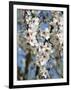 Almond Trees Blooming with Flowers. Loule, Algarve, Portugal-Mauricio Abreu-Framed Photographic Print