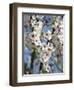 Almond Trees Blooming with Flowers. Loule, Algarve, Portugal-Mauricio Abreu-Framed Photographic Print