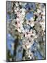 Almond Trees Blooming with Flowers. Loule, Algarve, Portugal-Mauricio Abreu-Mounted Photographic Print