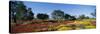 Almond Trees in a Field, Poppy Meadow, Majorca, Spain-null-Stretched Canvas