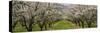 Almond Trees in an Orchard, California, USA-null-Stretched Canvas
