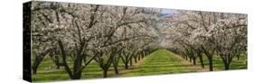 Almond Trees in an Orchard, California, USA-null-Stretched Canvas