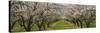 Almond Trees in an Orchard, California, USA-null-Stretched Canvas
