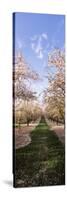 Almond Trees in an Orchard, Central Valley, California, USA-null-Stretched Canvas