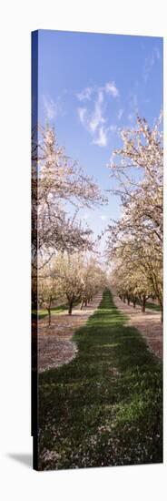 Almond Trees in an Orchard, Central Valley, California, USA-null-Stretched Canvas