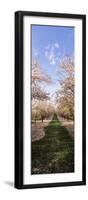 Almond Trees in an Orchard, Central Valley, California, USA-null-Framed Photographic Print