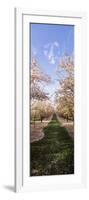 Almond Trees in an Orchard, Central Valley, California, USA-null-Framed Photographic Print