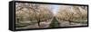Almond Trees in an Orchard, Central Valley, California, USA-null-Framed Stretched Canvas