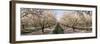 Almond Trees in an Orchard, Central Valley, California, USA-null-Framed Photographic Print